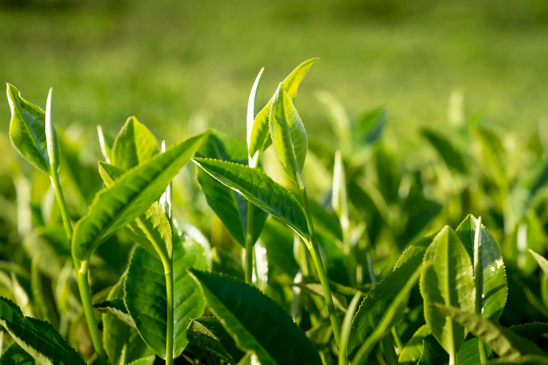 Green tea leaves, the source of the catechin row